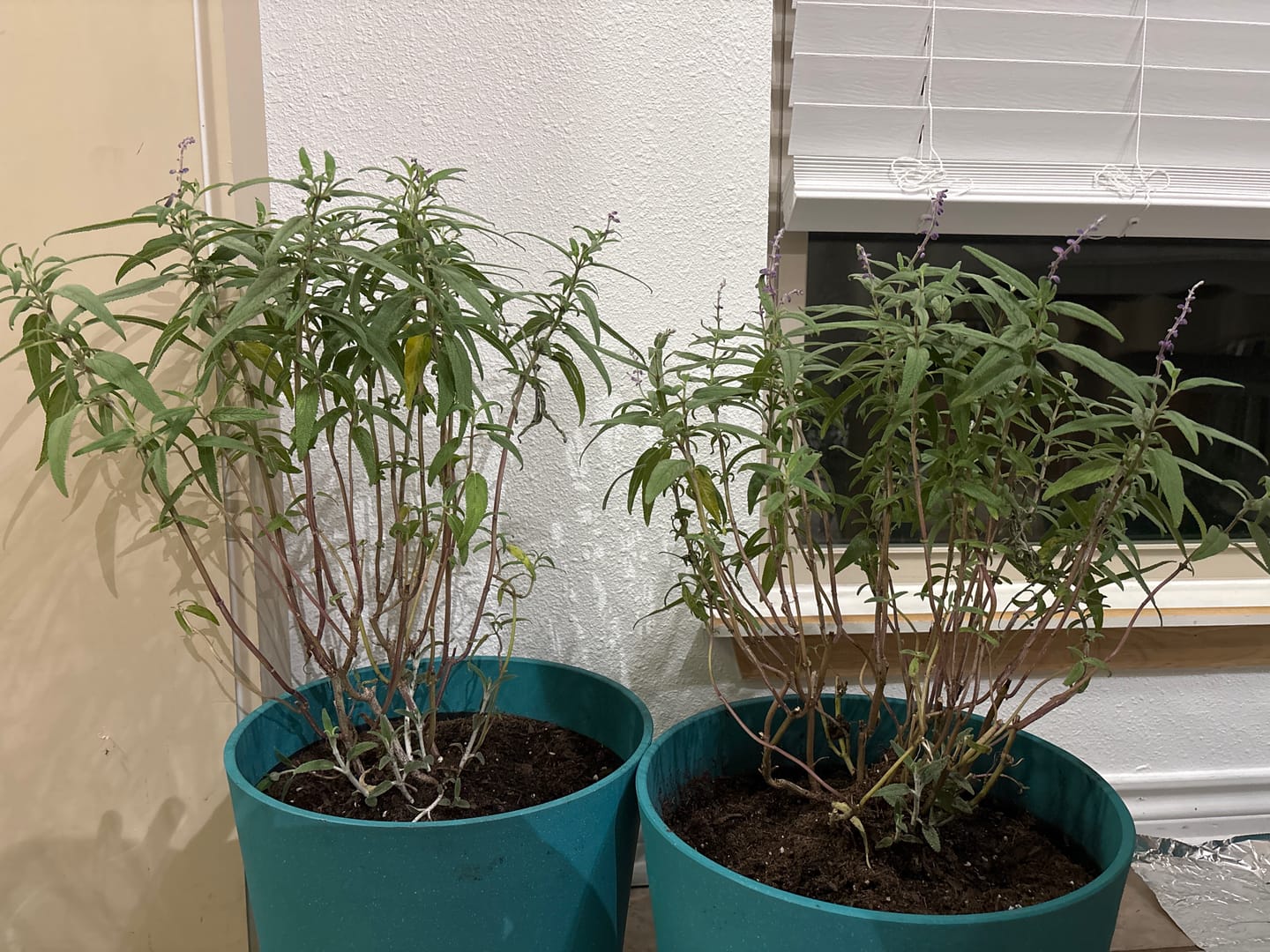 Customer photo review of Mexican Bush Sage
