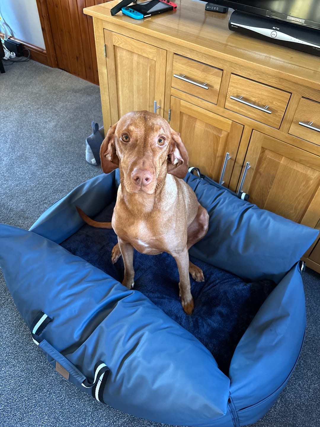 Customer photo review of Dog Dock V2 New & Improved ISO Fix