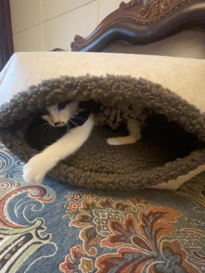 Customer photo review of Semi-Enclosed Dual-Mode Shell Cat Bed