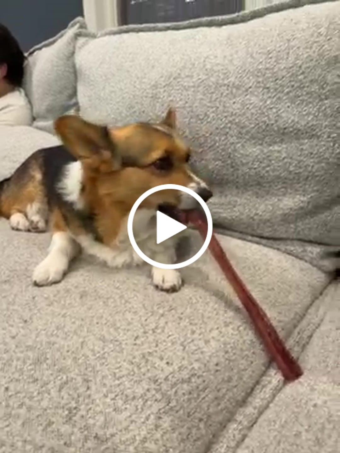 Customer video review of 12 Inch Thick Bully Stick