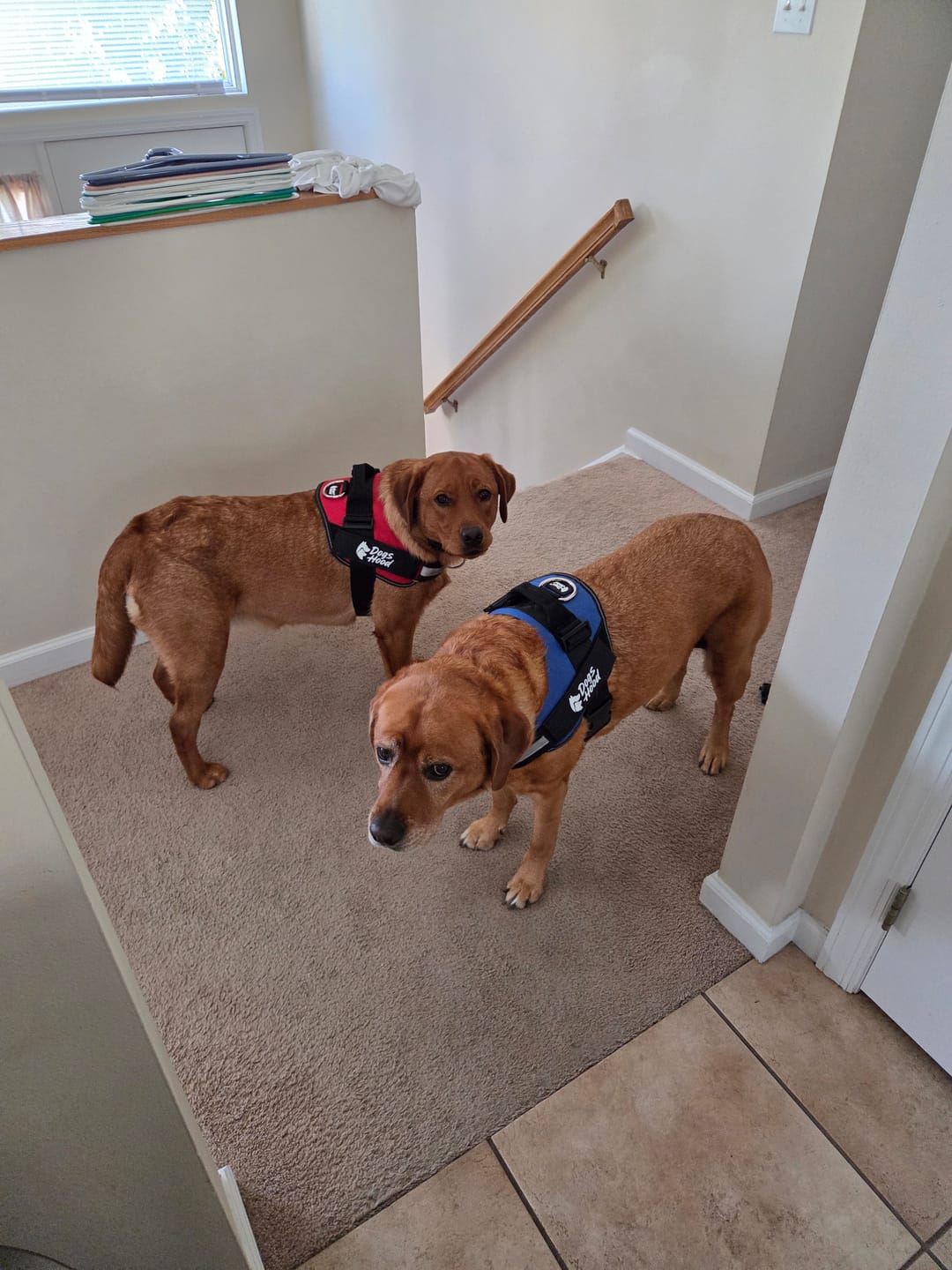 Customer photo review of Dogshood ™ No Pull Harness