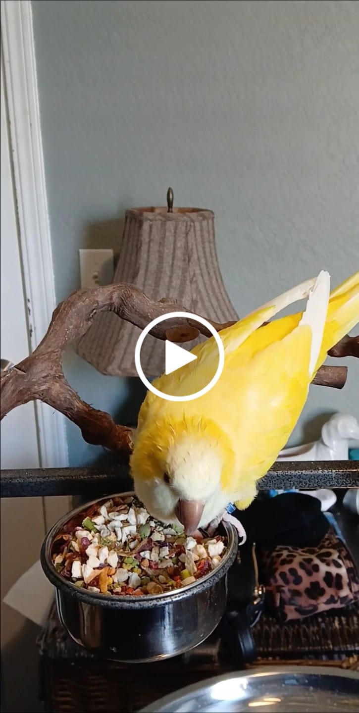 Customer video review of Bird Bites Freeze Dried Chop - Totally Veggies - No Fruit