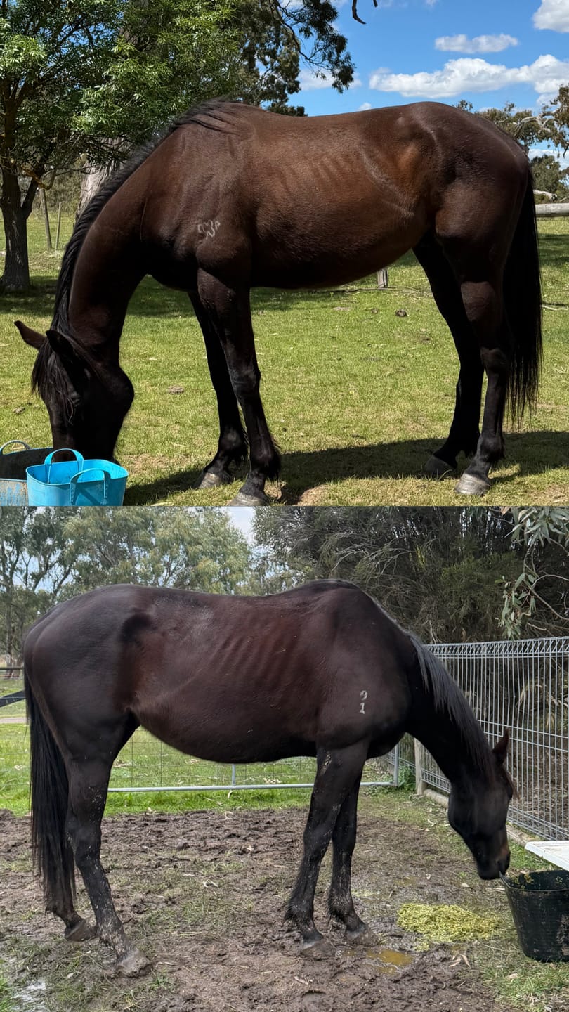 Customer photo review of Digestive EQ