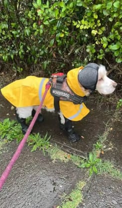 Customer photo review of Protector Auditivo Perro Gris