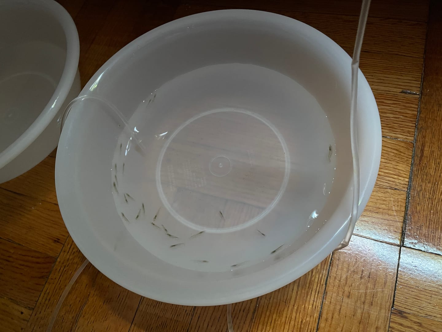 Customer photo review of Amano Shrimp (Algae-Eating Freshwater Shrimp)