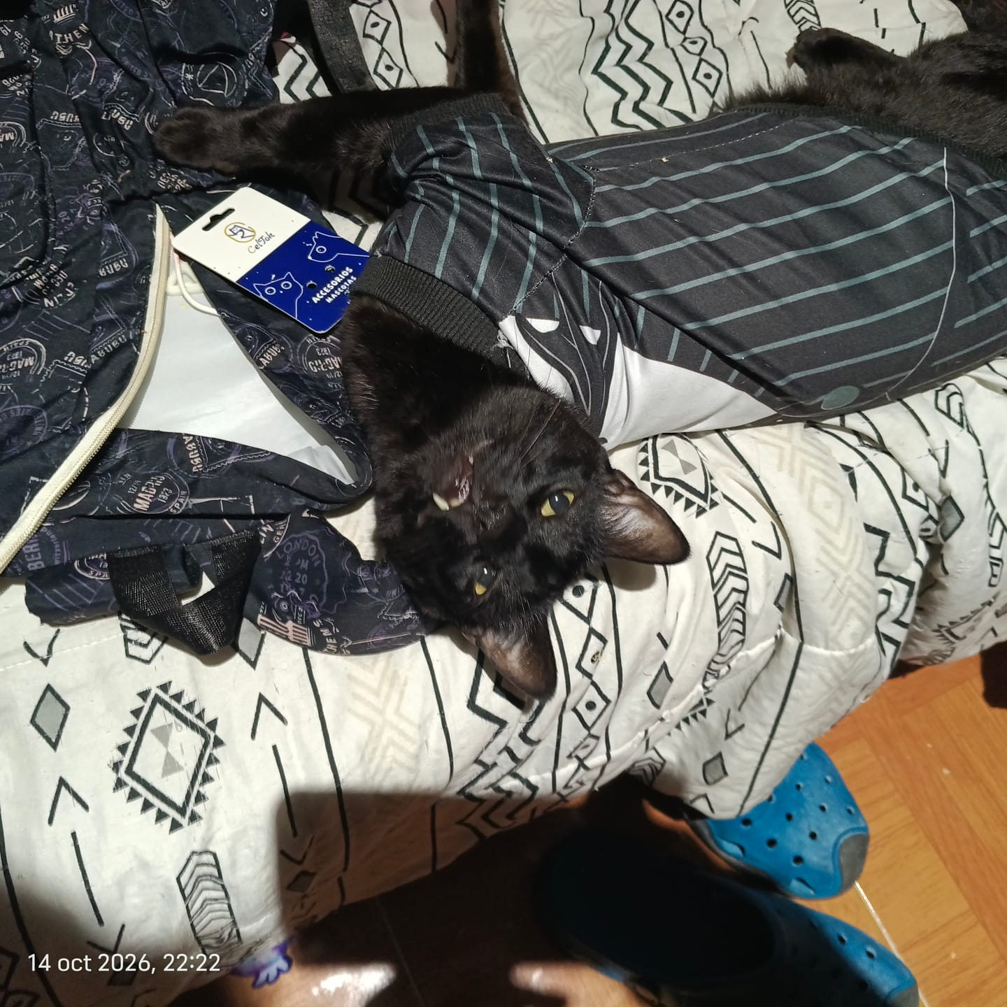 Customer photo review of CT3712 1 Pieza De Ropa De Halloween Para Mascota