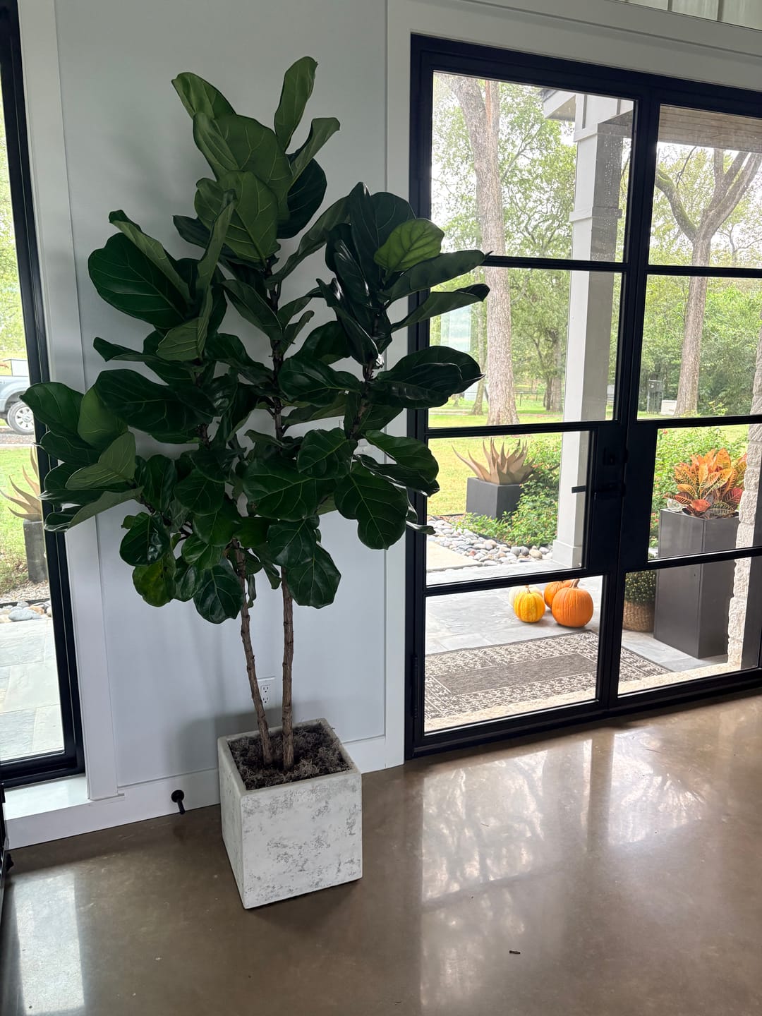 Customer photo review of Ficus Lyrata Tree Form Double, Fiddle Leaf Fig Tree