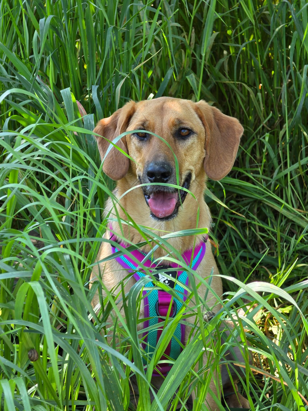 Customer photo review of Arnés para perros Puelo — Picaflor de Arica