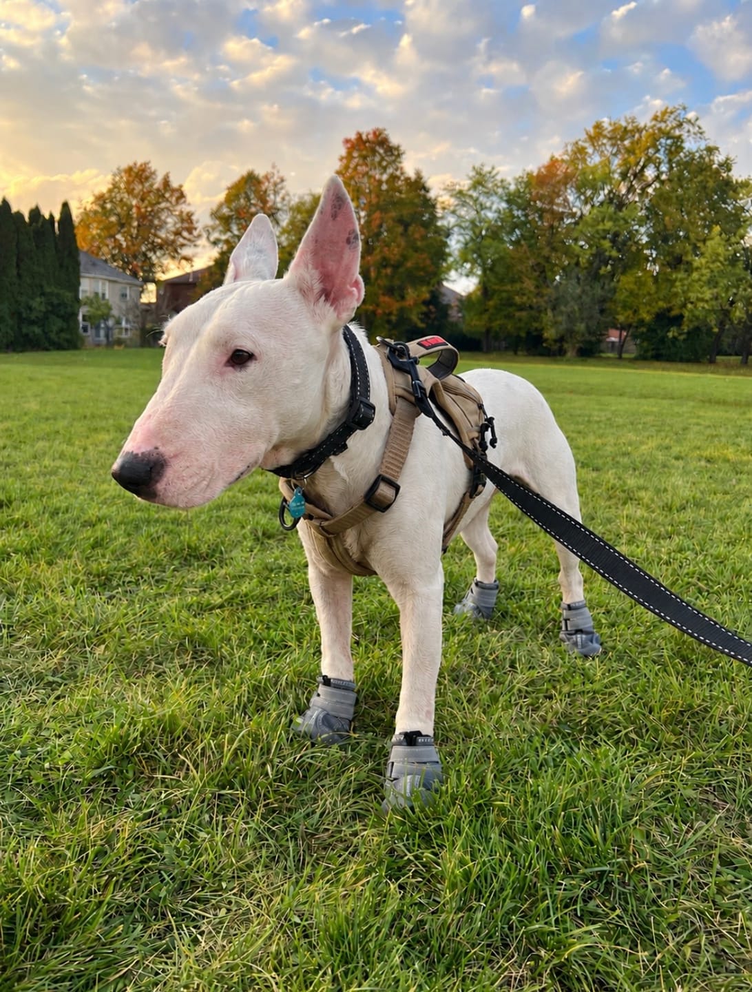 Customer photo review of 365 All-Season Dog Shoe 4PC Set - Grey