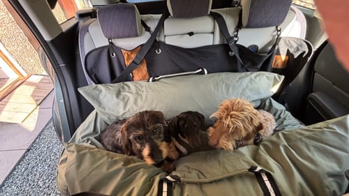 Customer's Dog Dock V2 containing three dogs on green padded material inside a car.