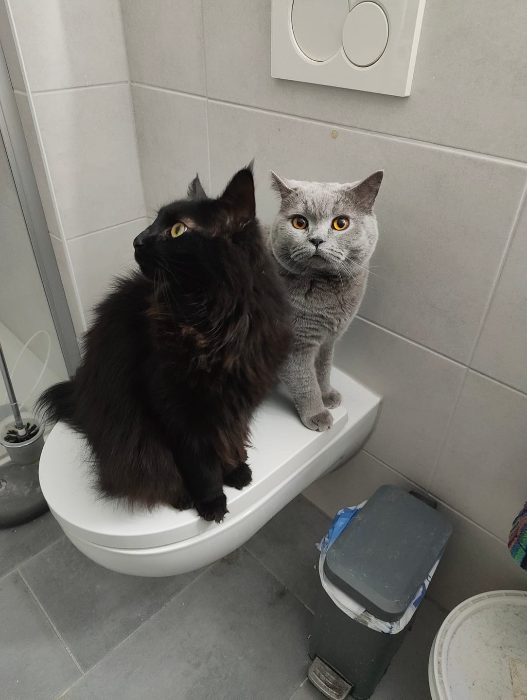 Customer photo review of Naturreines Katzenstreu