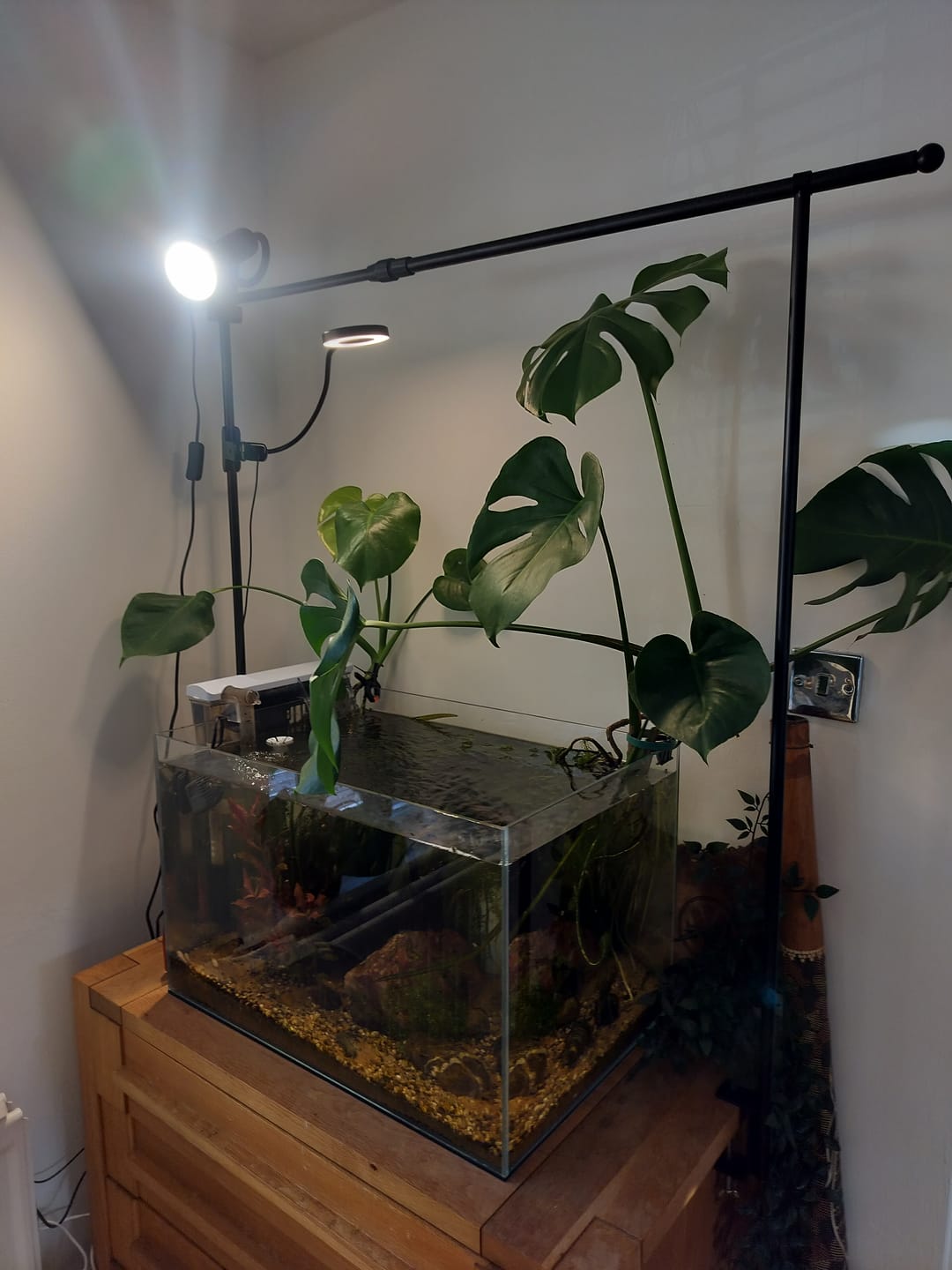 Customer photo review of Pianta Grow Light and Stelo Clip-On Bulb Holder Bundle
