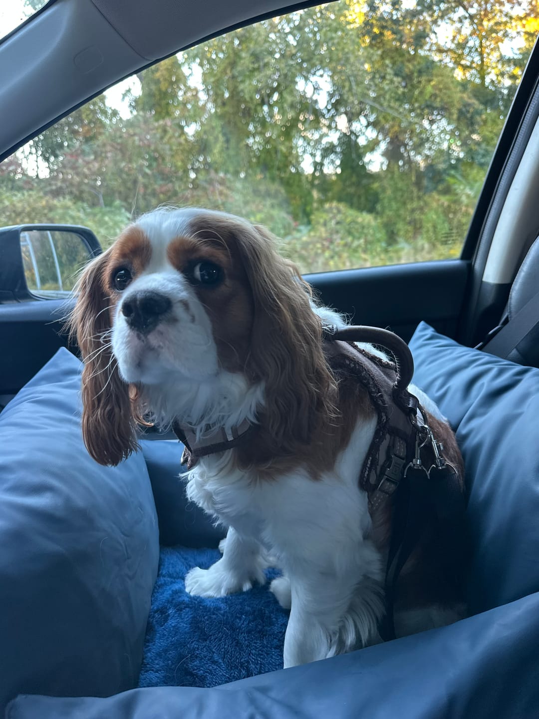 Customer photo review of Dog Dock V2 New With Latch Anchors PRE ORDER