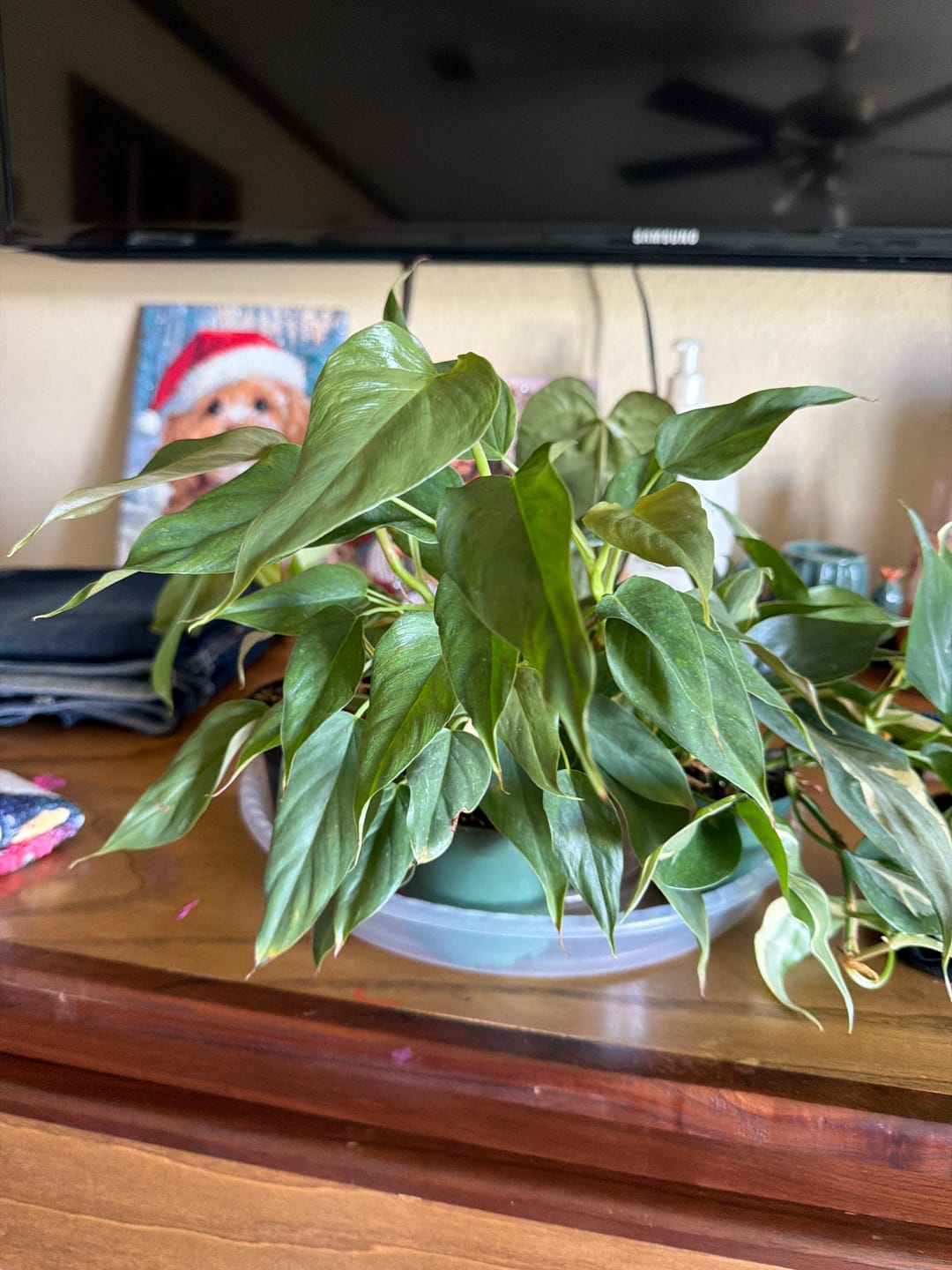 Customer photo review of Philodendron sp. 'Red Mini Machinatza'