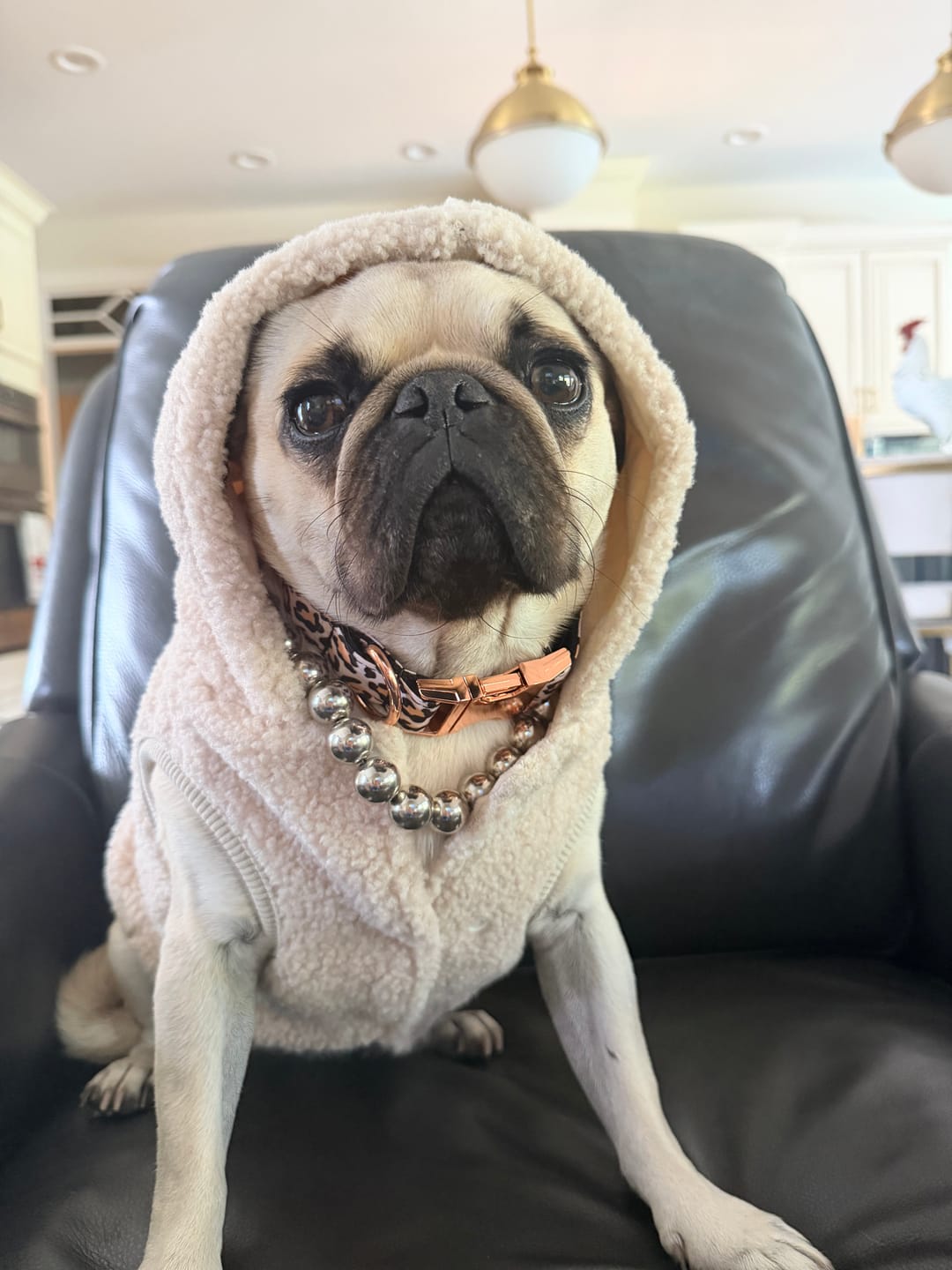 Customer photo review of Teddy Sherpa Dog Jacket - Beige