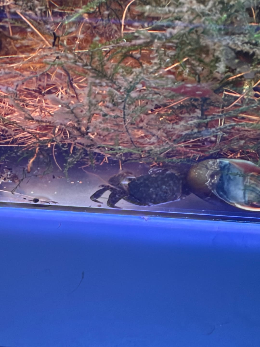 Customer photo review of Freshwater Pom Pom Crab (Ptychognathus barbatus)