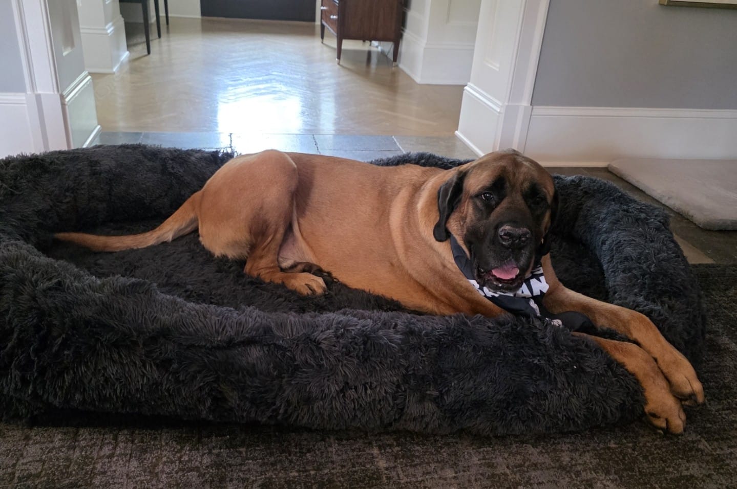 Customer photo review of Gigantic Ass Bed