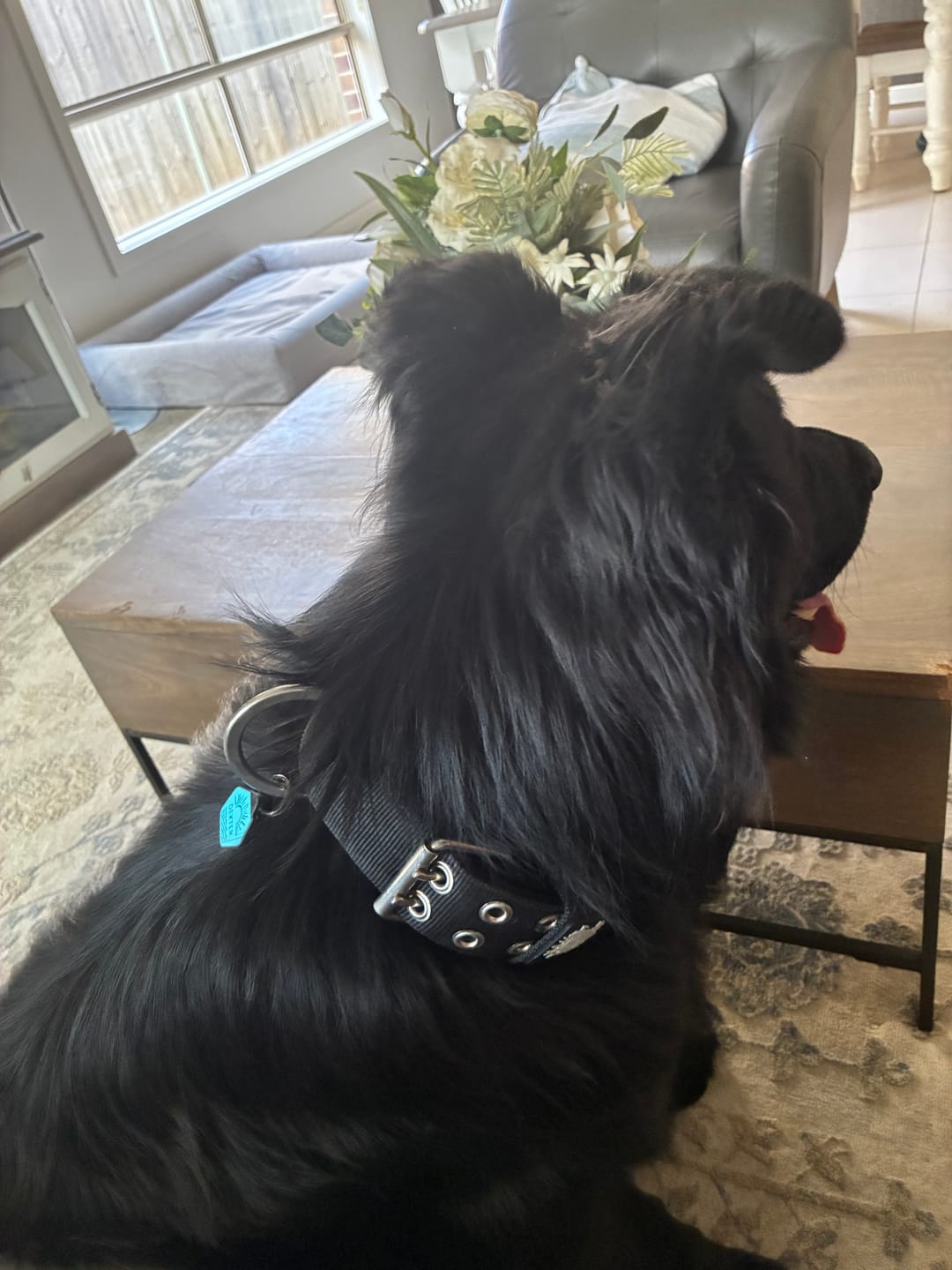 Customer photo review of SUPATUFF® Strong Dog Collar Black (Wide Fit)