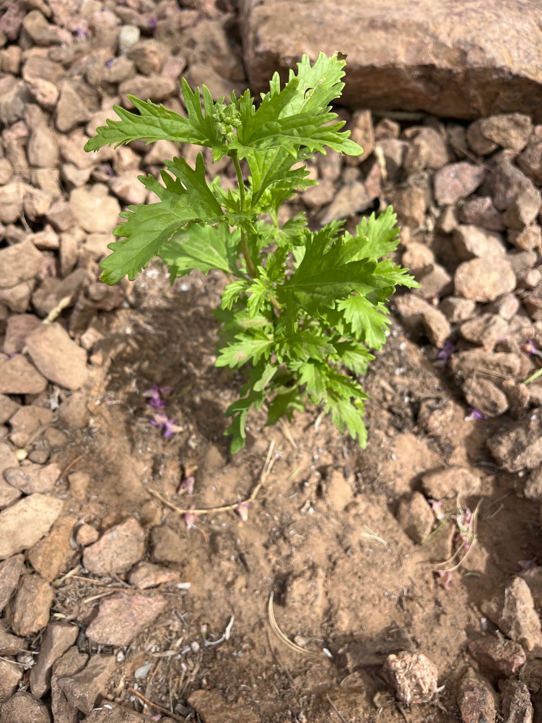 Customer photo review of Gregg's Mistflower