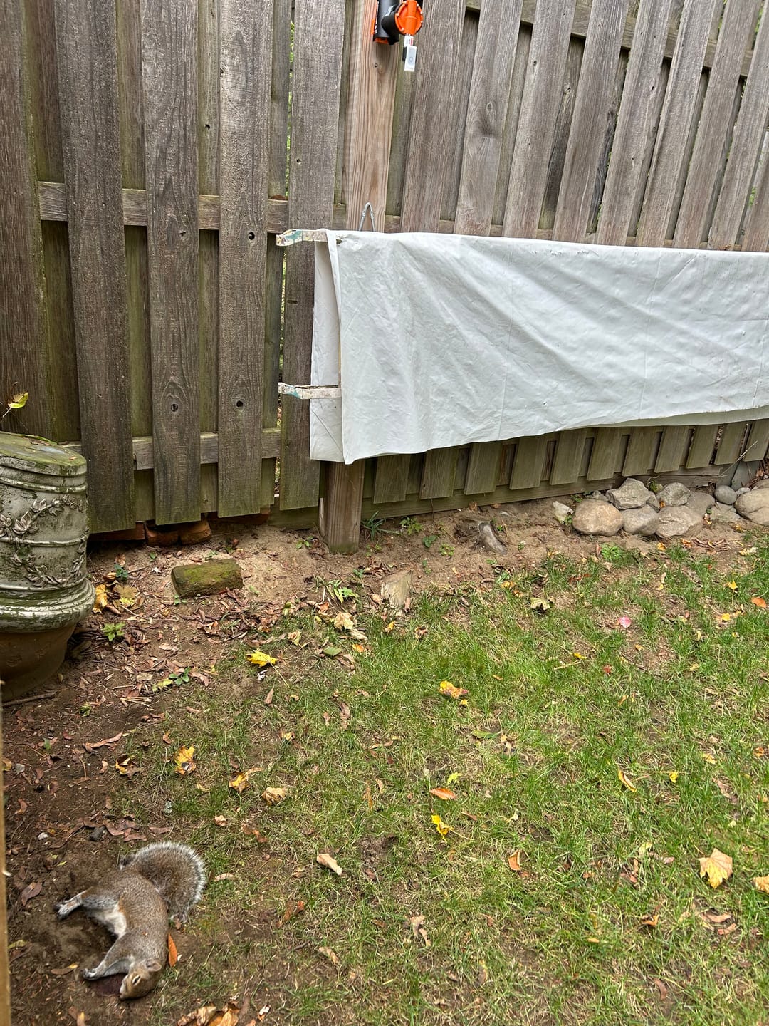 Customer photo review of A18 Squirrel Trap Kit With Digital Strike Counter