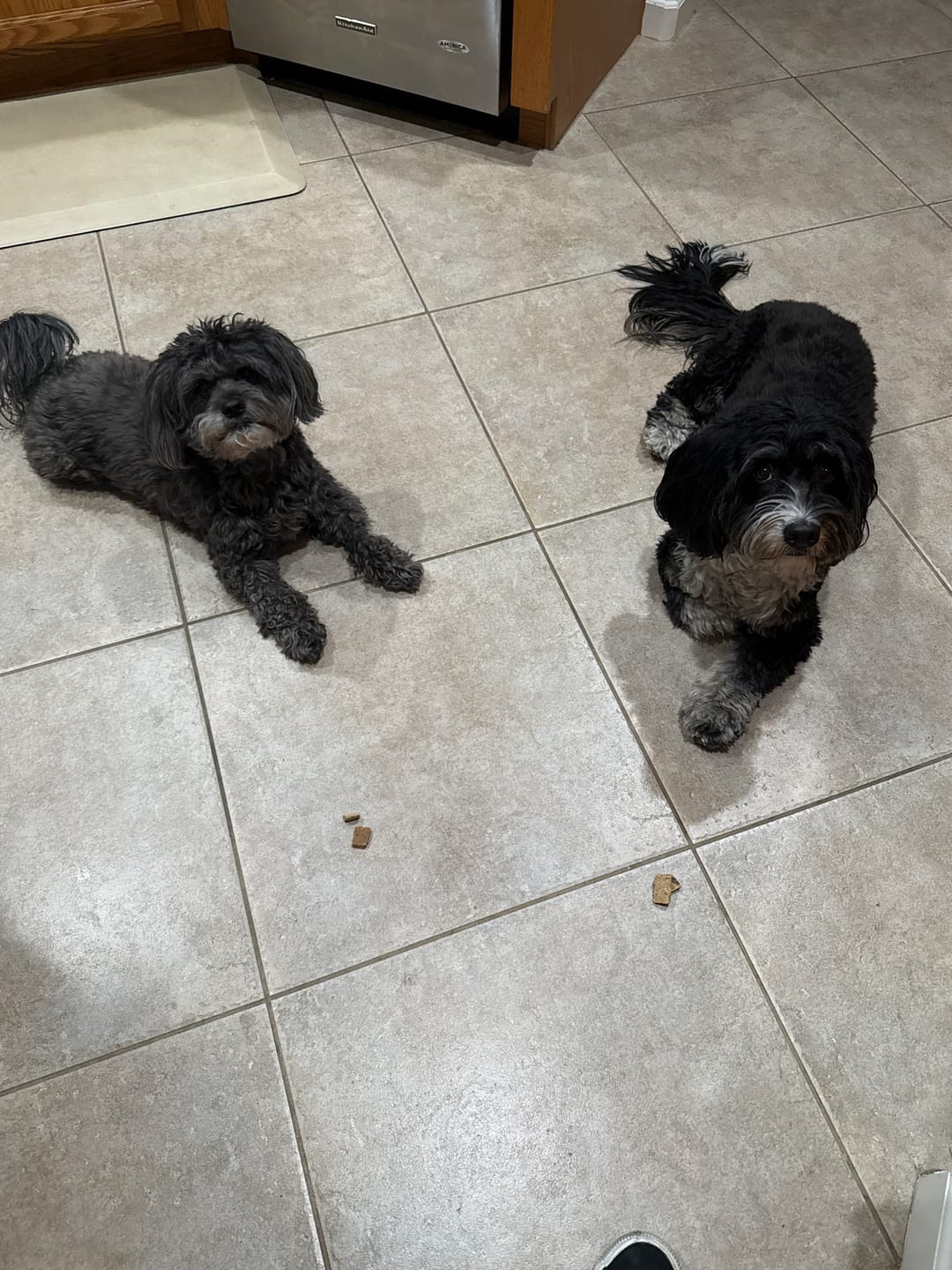 Customer photo review of Freeze-Dried Beef Liver Dog Treats | Single Ingredient | Petsmont Hearty Bites