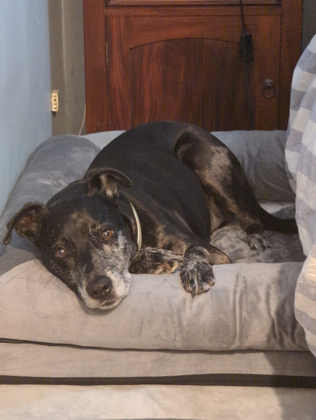 Customer photo review of Pet Sofa Bed