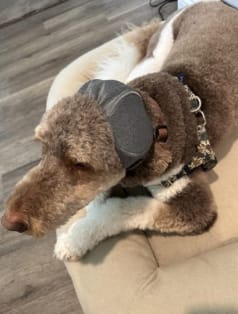 Customer photo review of Protector Auditivo Perro Gris