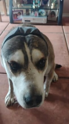 Customer photo review of Protector Auditivo Perro Gris