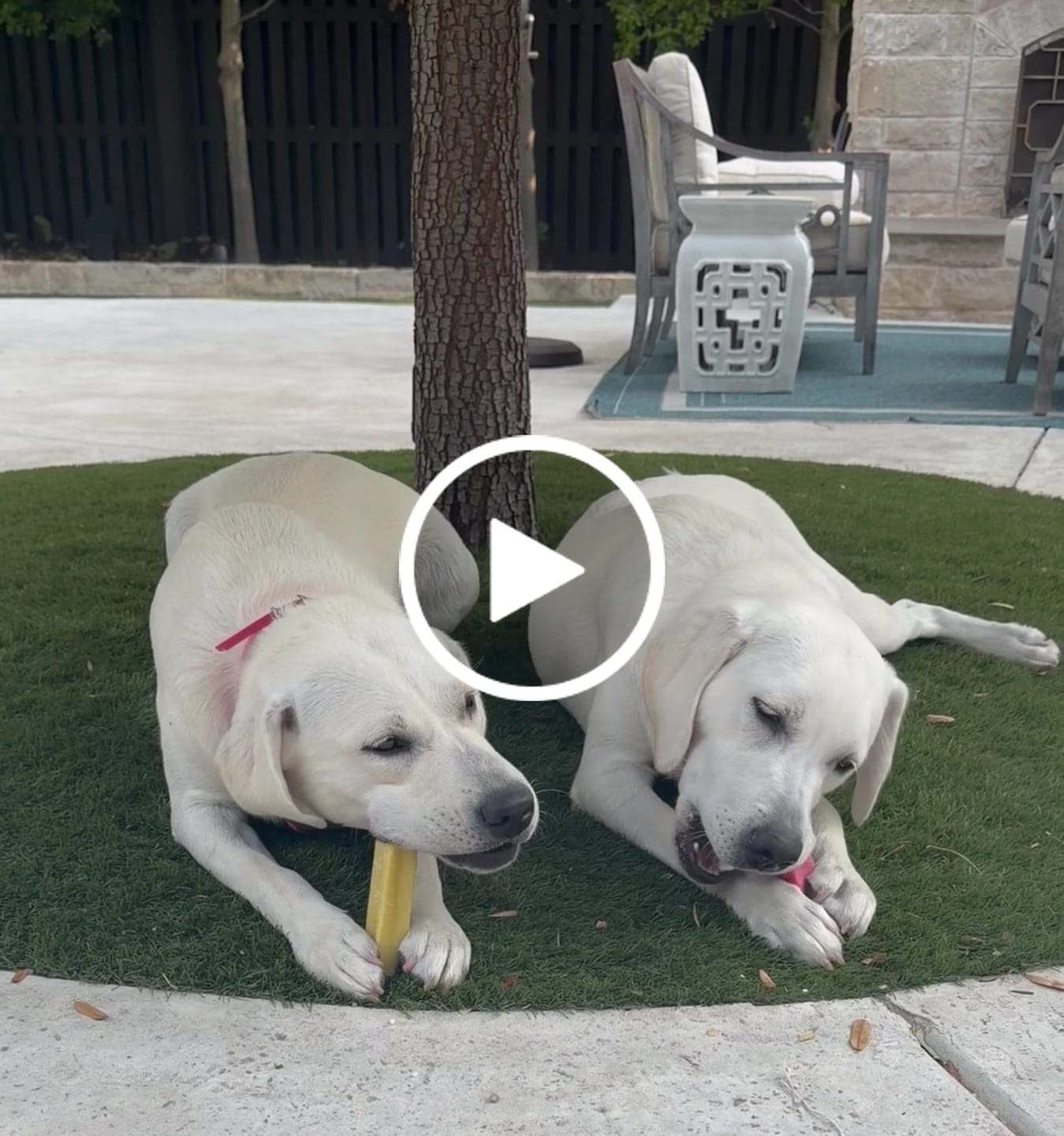 Customer video review of Blueberry Yak Chew — Antioxidants, Vitamins C & K, Heart Health