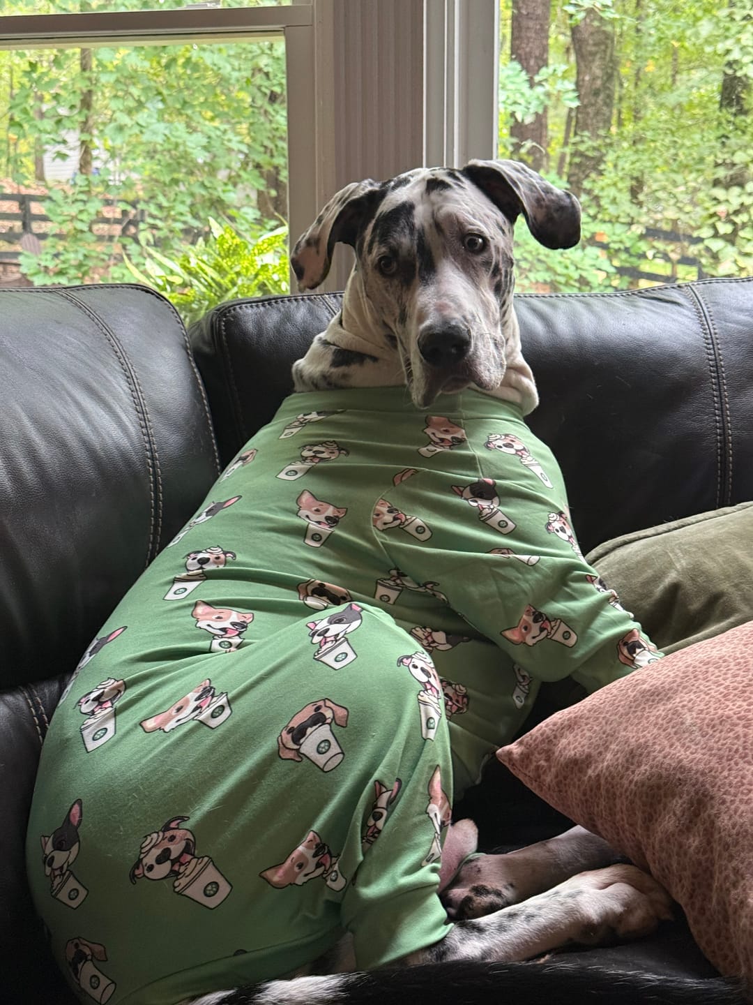 Customer photo review of Dog Pajama - Pup Cup
