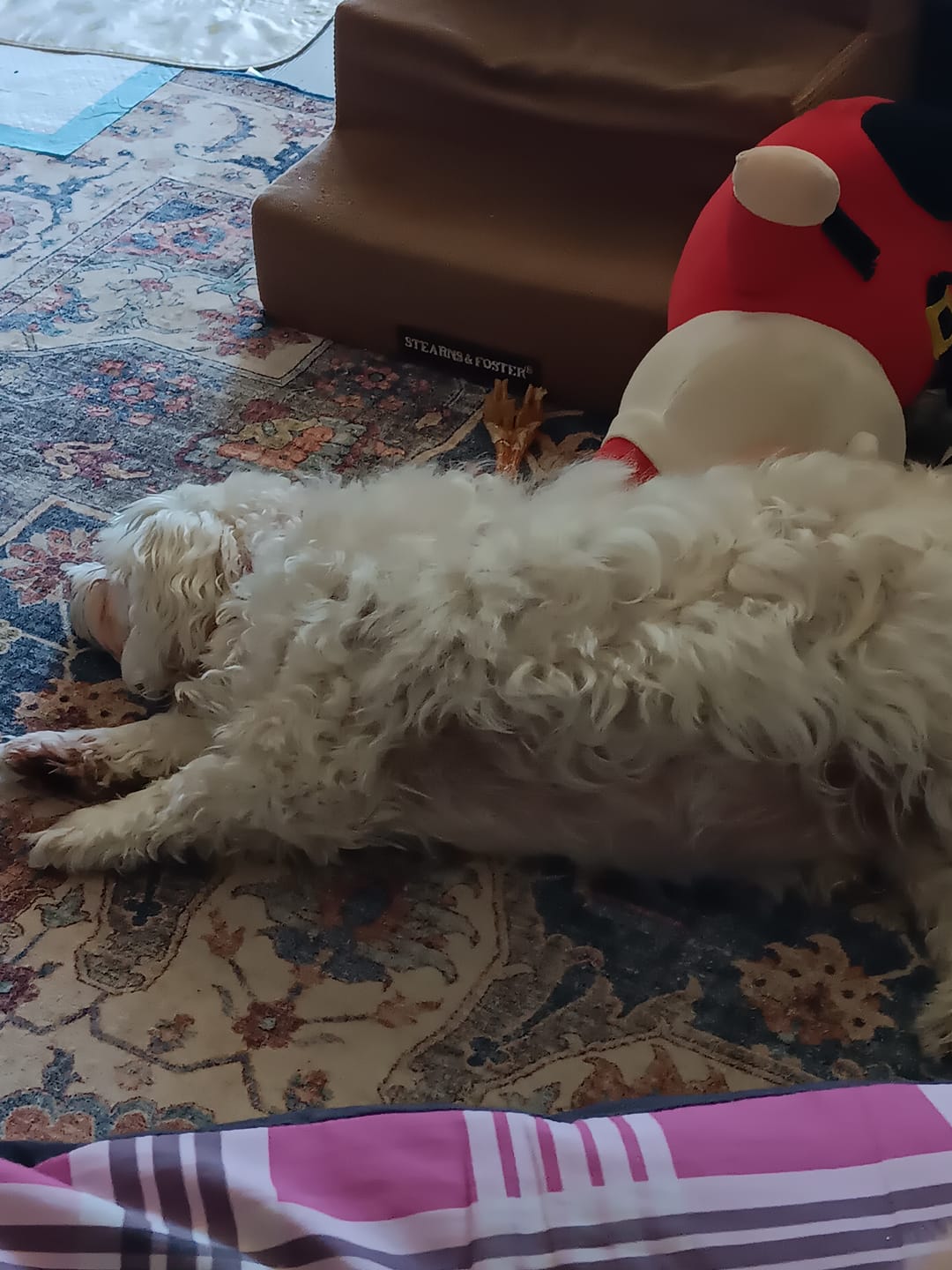Customer photo review of Iron Paws Daily Human-Grade Superfood For Dogs