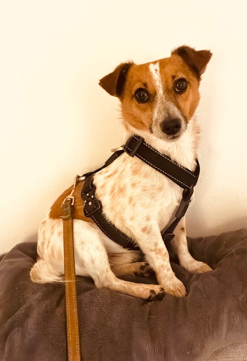 Customer photo review of Reflective City Harness