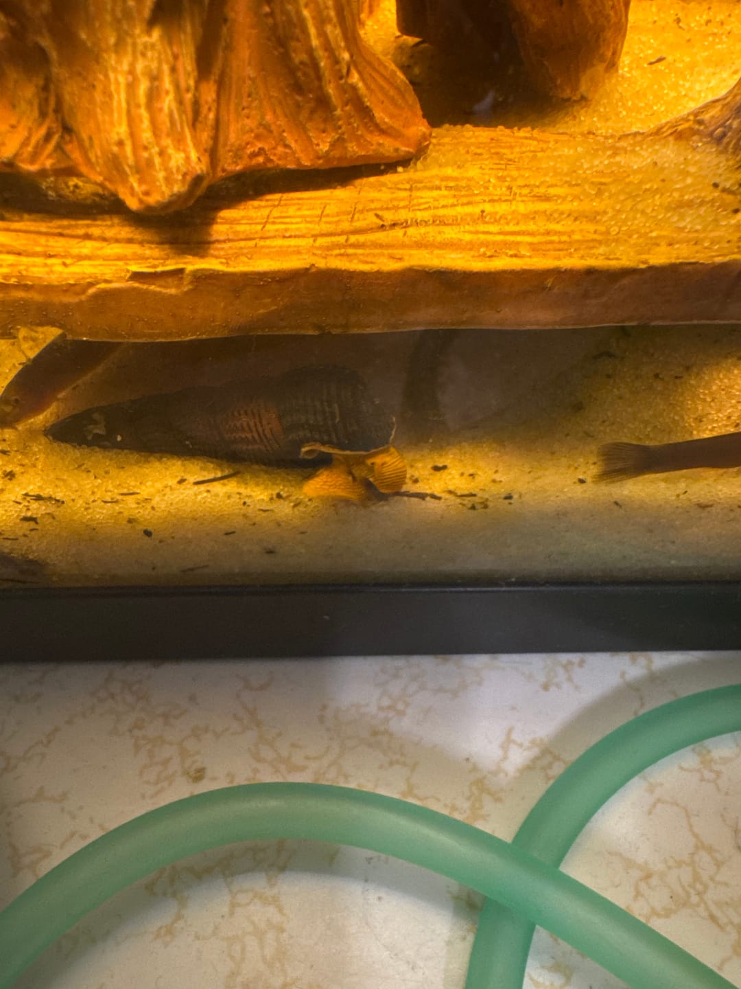 Customer photo review of Orange Rabbit Snail