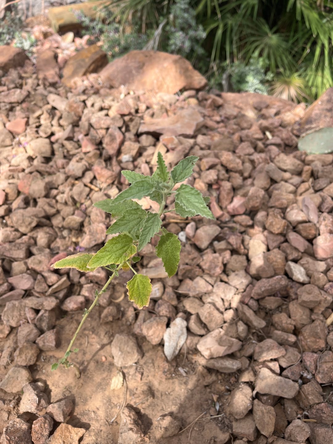 Customer photo review of Apricot Desert Mallow