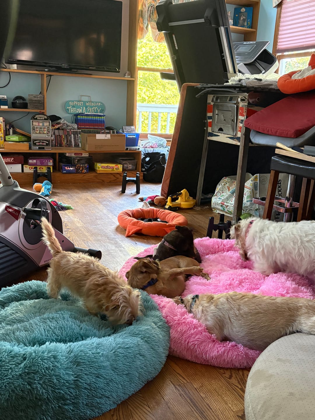 Customer photo review of The Original Fluffy Bean® Pet Bed