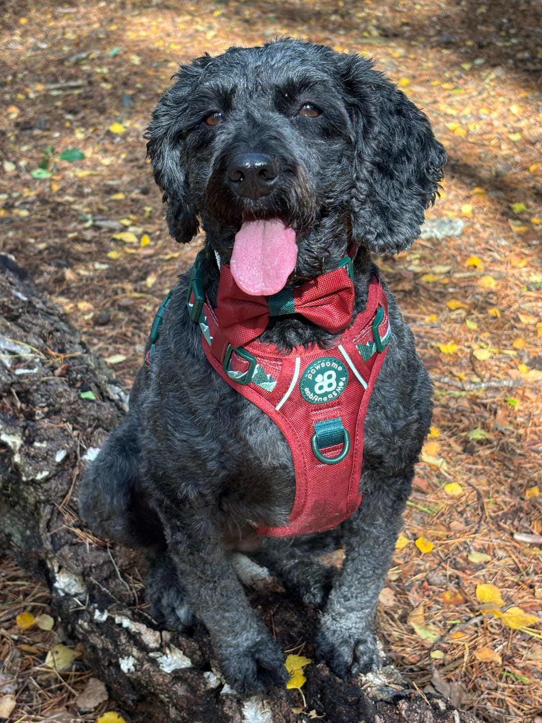 Customer photo review of Tough Trails™ Harness - Walkies Ready® Snowy Mountains