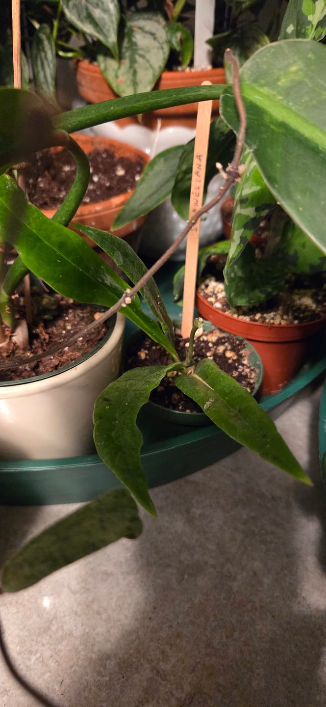Customer photo review of Hoya sulawesiana