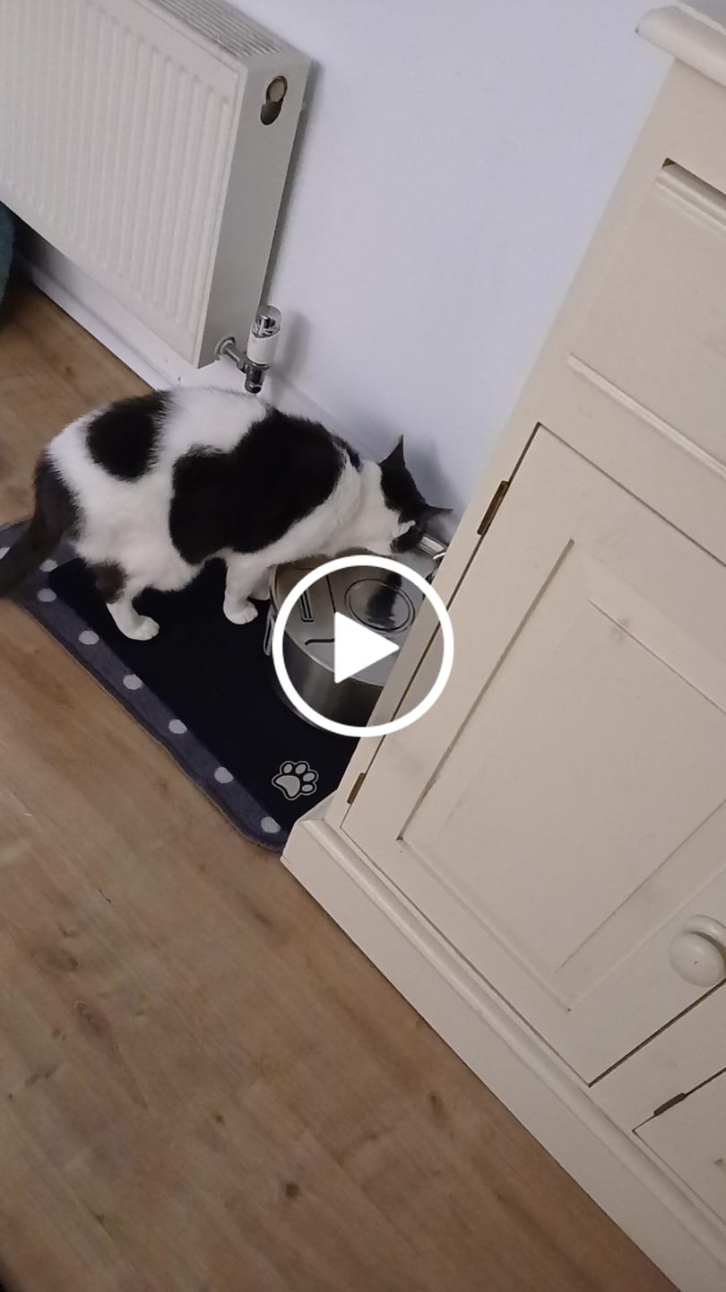 Customer video review of FreshFlow Cat Water Fountain