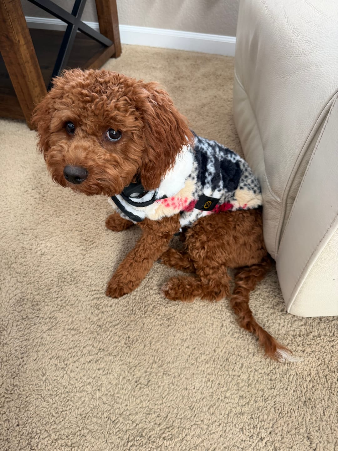 Customer photo review of Pet Vest - City Plaid/Cream