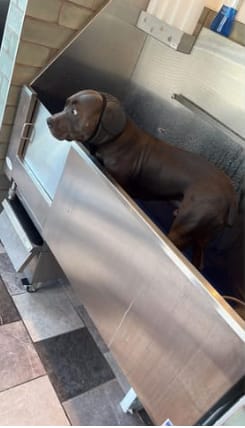 Customer photo review of Protector Auditivo Perro Gris