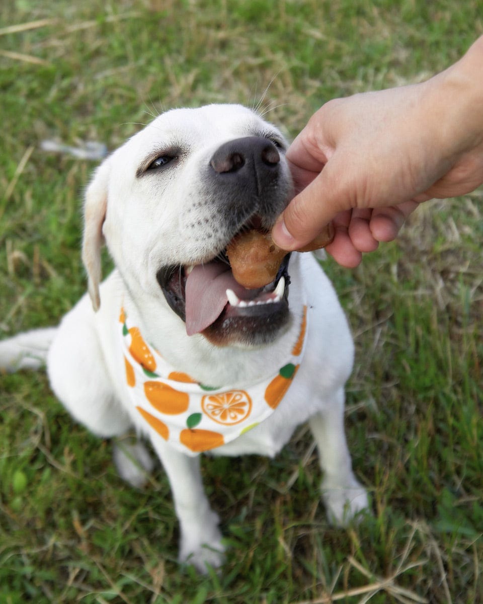 Customer photo review of Peanut Butter Dog Bones with Chicken, 2.5 in , 6oz
