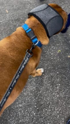 Customer photo review of Protector Auditivo Perro Gris