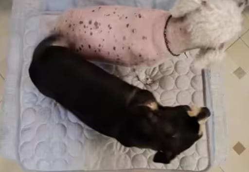Customer photo review of Tapete refrescante para mascotas