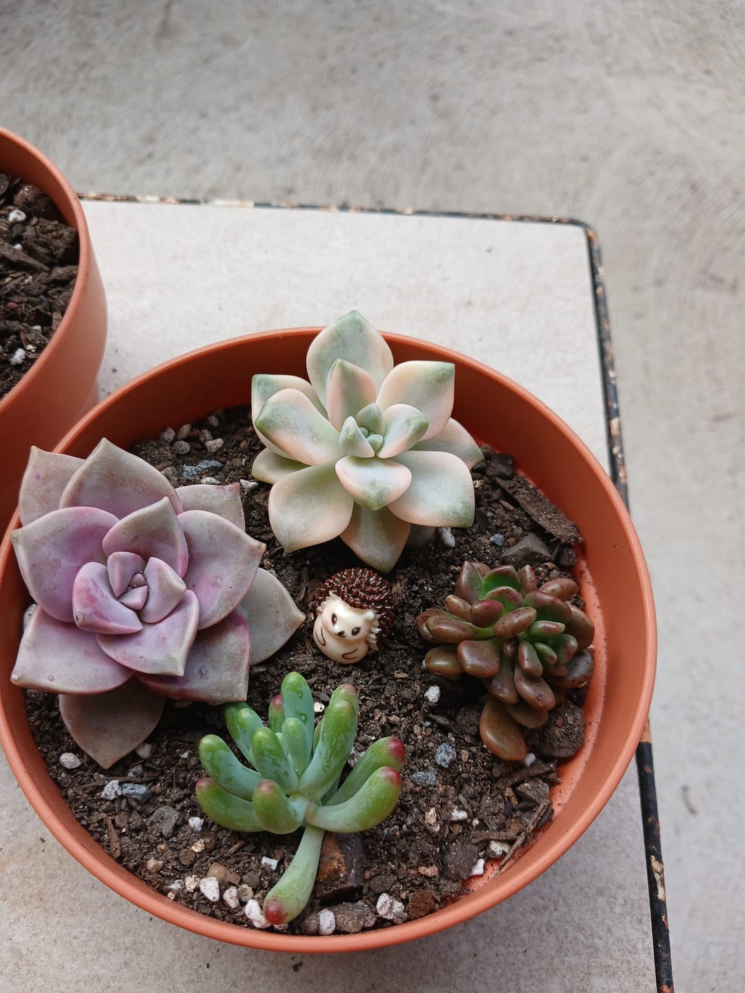 Customer photo review of Graptopetalum bernalense Variegata – Cutting