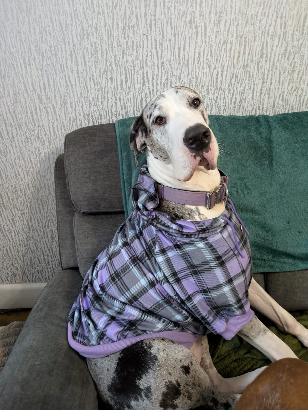 Customer photo review of Purple Plaid Dog Hoodie