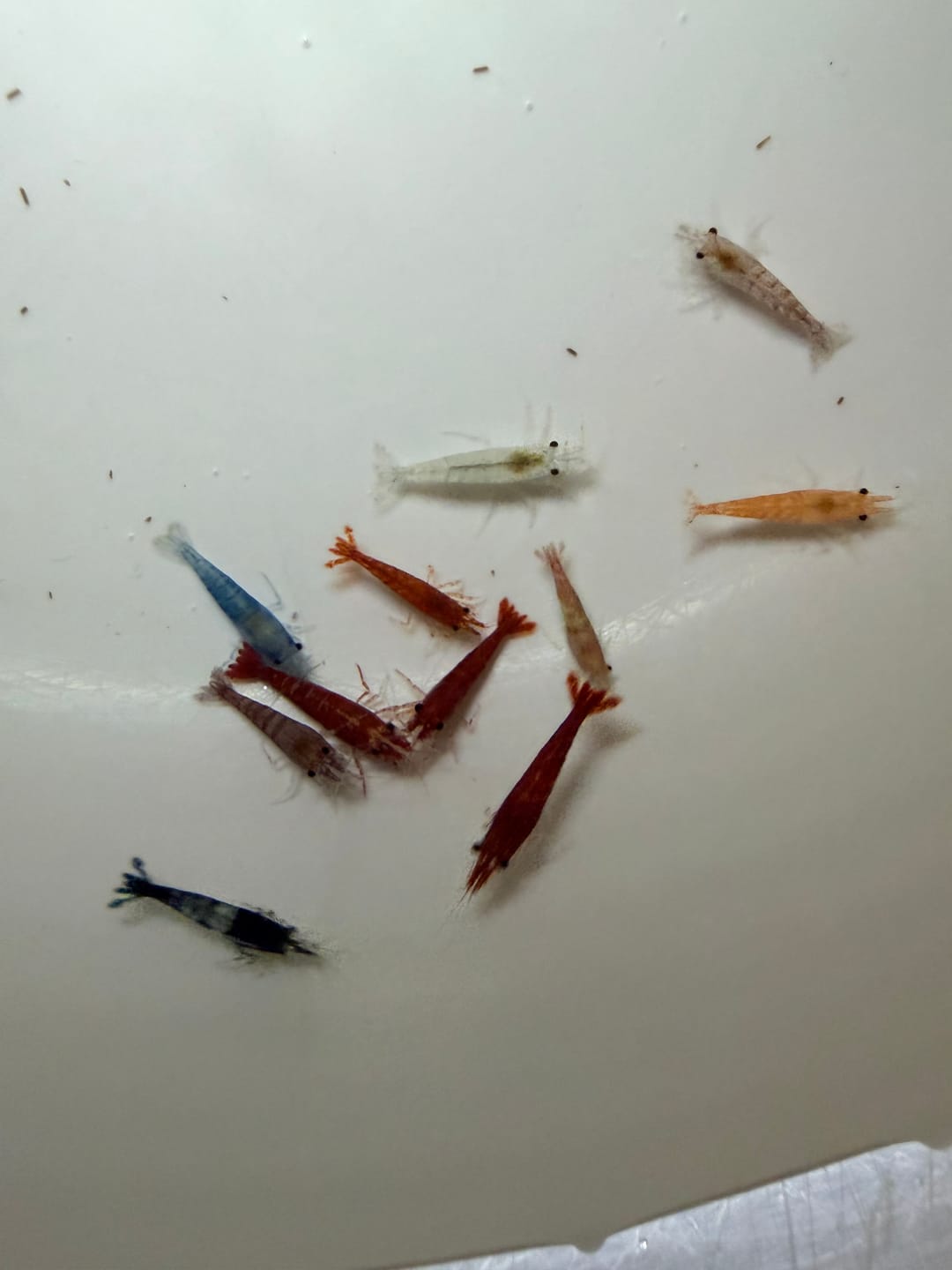 Customer photo review of Neocaridina Skittles Shrimp Pack – Assorted Freshwater Colors