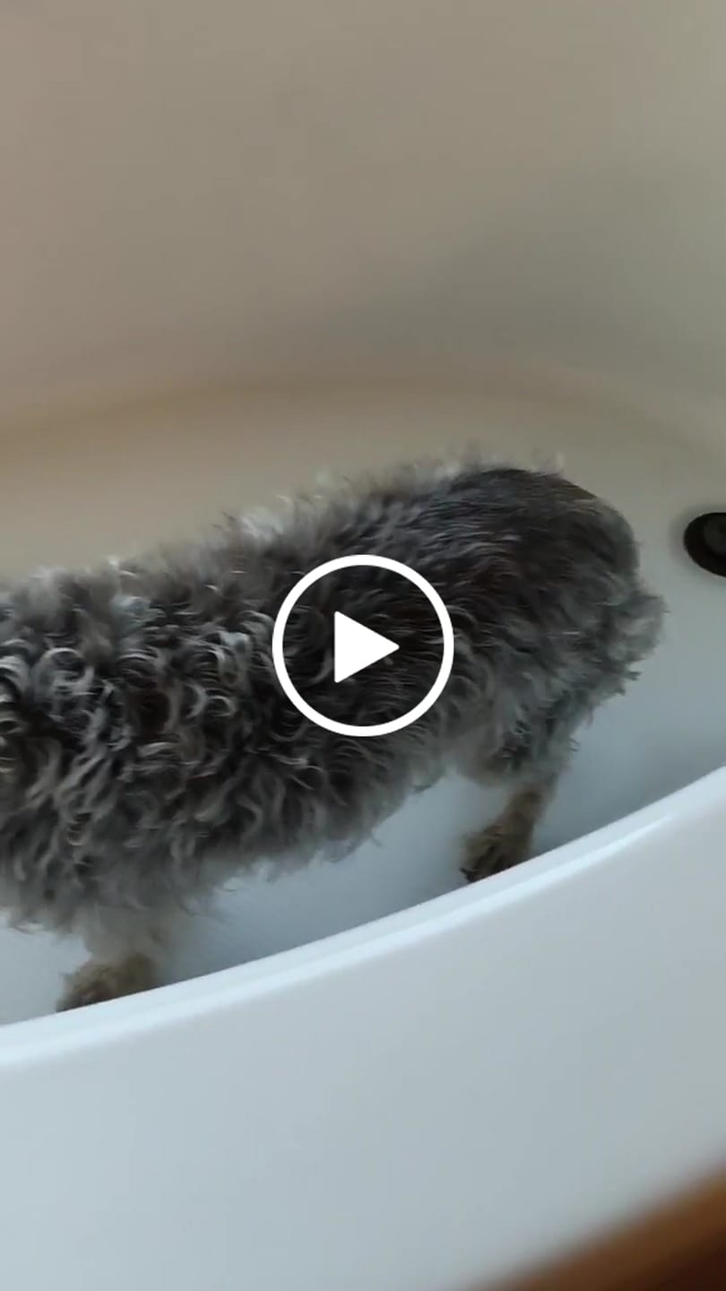Customer video review of Calm Pet Botanic Therapy Shampoo
