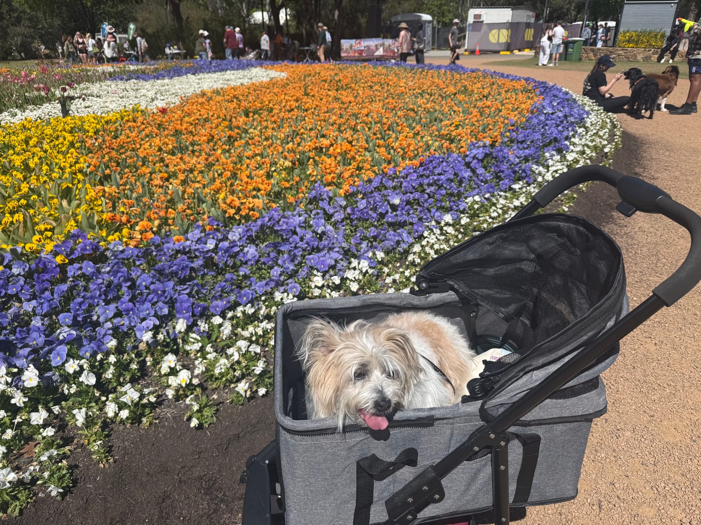 Customer photo review of Large Dog Stroller Cruiser