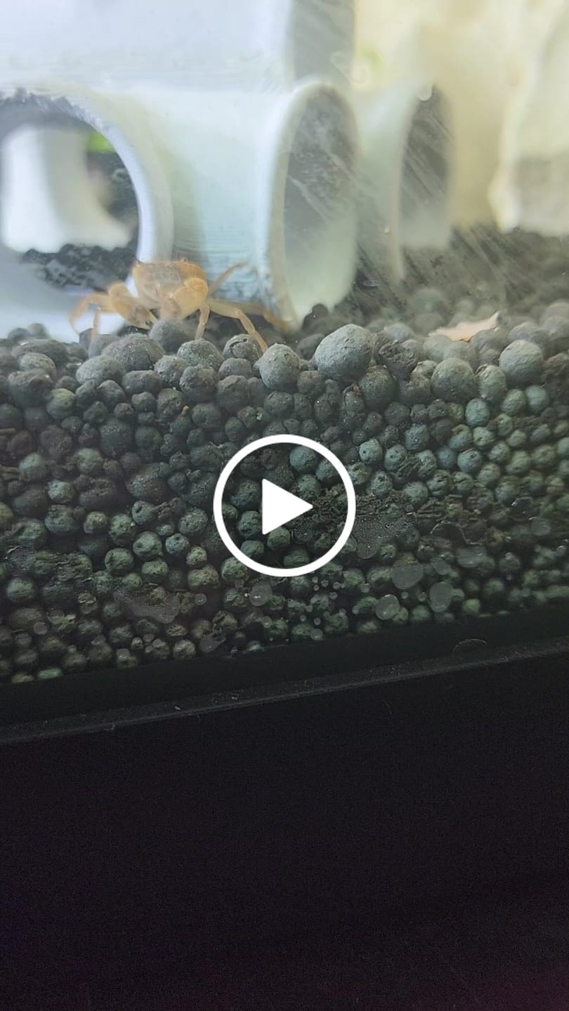 Customer video review of Freshwater Pom Pom Crab (Ptychognathus barbatus)