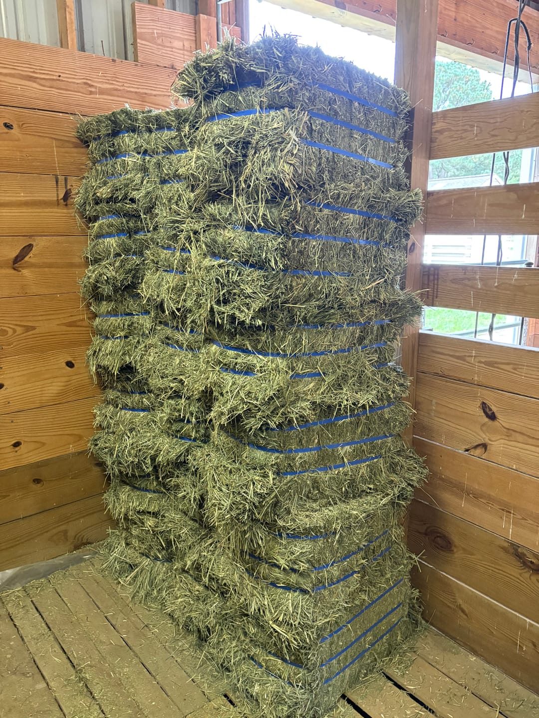 Customer photo review of Western Straight Orchard Grass Hay, 2nd Cut (Click here for Qty Discount)- Includes delivery and ground level stacking with our forklift too!